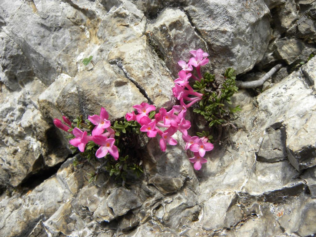Daphne petraea